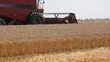 Combine harvesting wheat