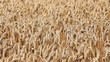 Golden wheat fields field is ripe and ready for harvest