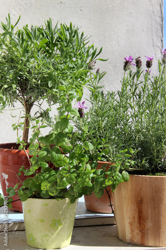Photo: Rosemary in the pot Rosemary in the pot