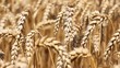 Golden wheat dancing on the wind