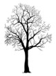vector black silhouette of a bare tree
