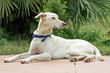 Podenco-Mix