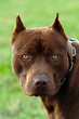 Pitbull