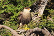 Bird "Karakara". National Park Torres del Paine. Chile.
