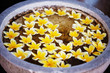 White With Yellow Flowers In W...
