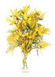 Photo: mimosa flower mimosa flower