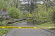 Tree and High Voltage Wires Down