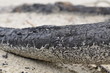 Burned Log on Sand Beach