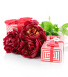 Beautiful peonies isolated on white