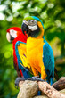Colorful Blue Parrot Macaw