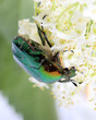 Rose chafer (Сetonia aurata) on flowers of  elderberry