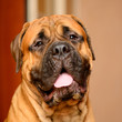 Photo: bullmastiff dog portrait bullmastiff dog portrait