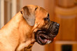 Photo: bullmastiff dog portrait bullmastiff dog portrait