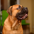 Photo: bullmastiff dog portrait bullmastiff dog portrait