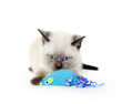 Photo: Cute kitten playing on white Cute kitten playing on white