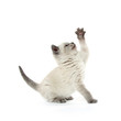 Photo: Cute kitten playing on white Cute kitten playing on white
