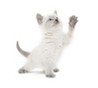Photo: Cute kitten playing on white Cute kitten playing on white