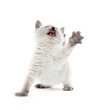 Photo: Cute kitten playing on white Cute kitten playing on white