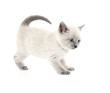 Photo: Cute kitten playing on white Cute kitten playing on white