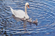Photo: cigno reale con piccoli cigno reale con piccoli