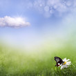 chamomile flower in grass