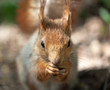 Photo: Portrait of a squirrel Portrait of a squirrel