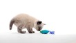 Kitten playing on white background
