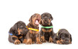 Foto: Group of dobermann puppies Group of dobermann puppies