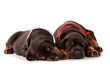 Sleeping dobermann puppies