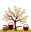Vector: cherry harvest cherry harvest