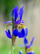 Blue Iris in Bloom