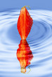 Fresh strawberry drown in blue water ripples.