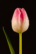 canvas print picture - Tulipán tallo