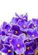 Beautiful Purple Violet Flowers