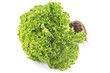 Fresh green lettuce with root