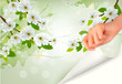 Nature background with blossoming branch.