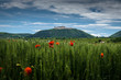 Poppies in the wheat canopy, in background Monastery Goettweig