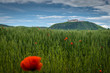 Poppies in the wheat canopy and Monastery Goettweig, Austria.