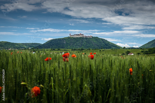 Photo: Poppies in the wheat canopy, in background Monastery Goettweig Poppies in the wheat canopy, in background Monastery Goettweig