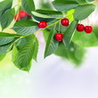 Photo: Red cherry. Red cherry.