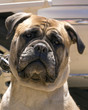 Boxer