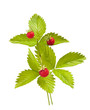 strawberries