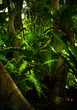 Foto: color view of nice color misty tropical jungle color view of nice color misty tropical jungle