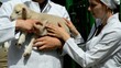 doctor in a white coat examines the lamb on the farm