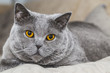 Graue Katze - British Kurzhaar
