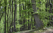 Der große Baum im Wald