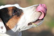 Jack Russell femmina
