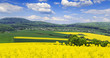 Rapsfelder Landschaft im Rheinland