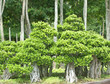 Bonsai trees.