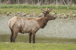 North American Elk